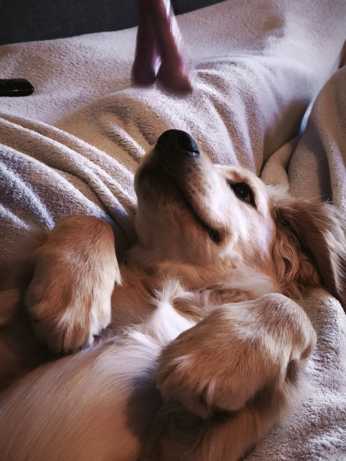 Hondendromen: Een Kussen waar je 'U' tegen zegt