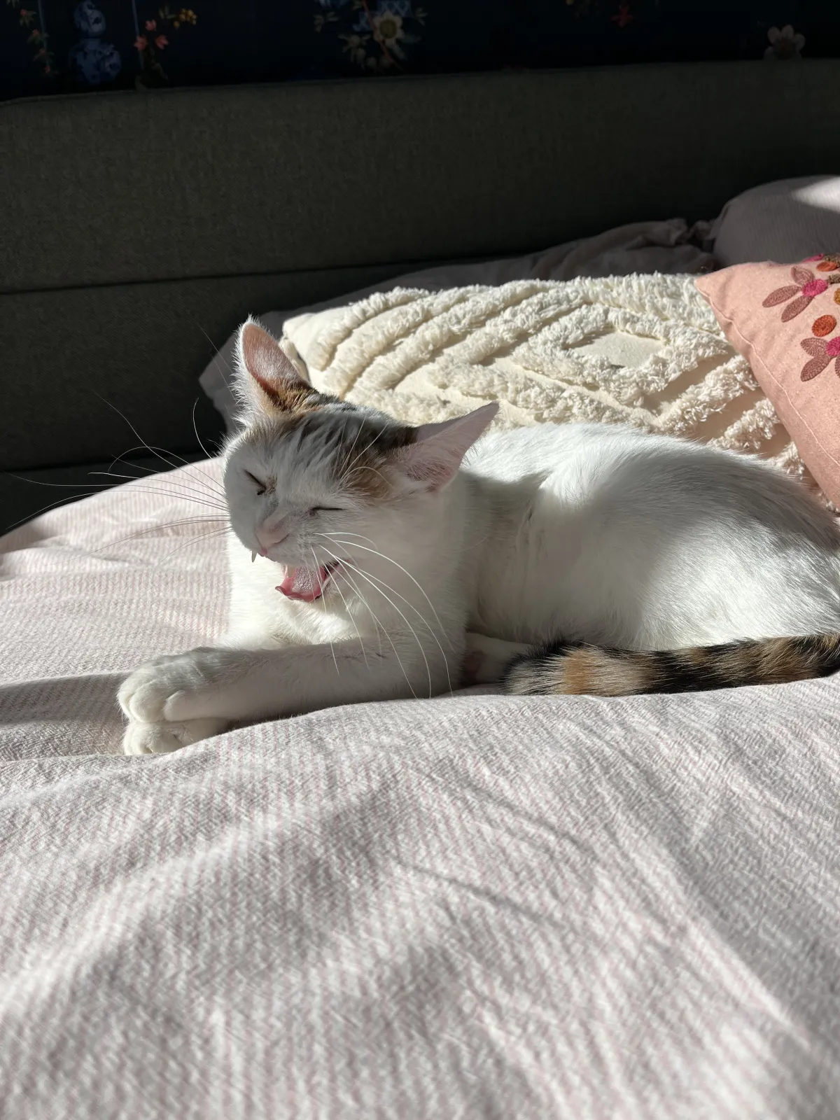 Kattenkamping