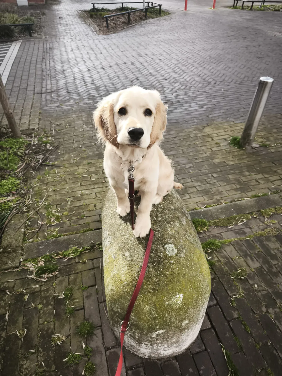 De Trots van de Straat: Hoe Compositie jouw Foto's kan Transformeren