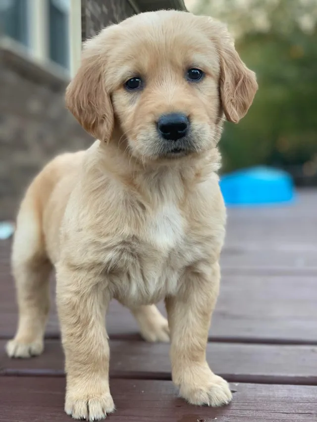 Puppy Perfectie: Een Oogverblindende Momentopname