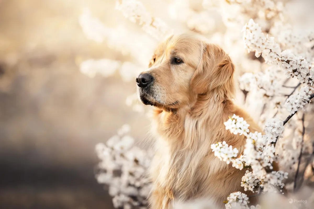 Lentehond in Bloesem