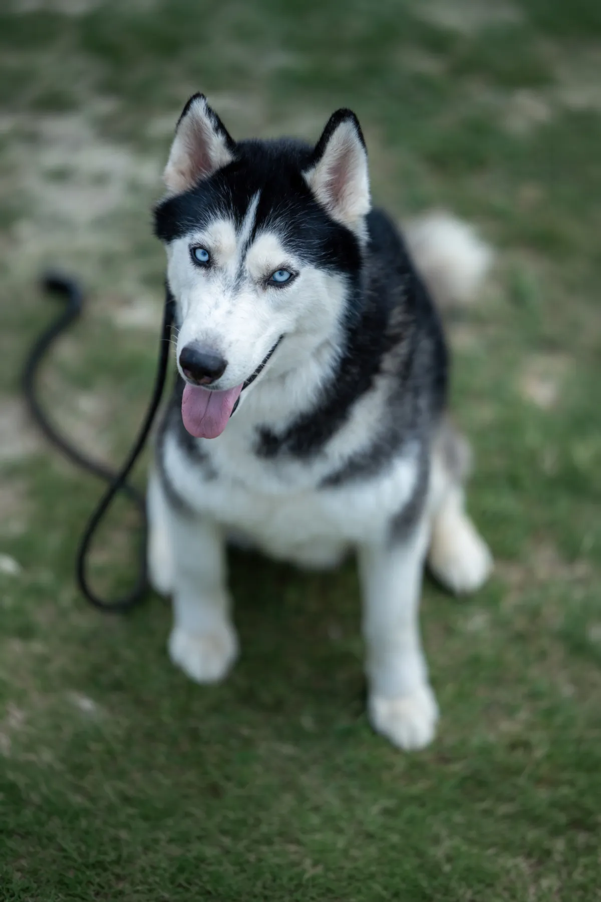 Blauwe Ogen op Groen Gras