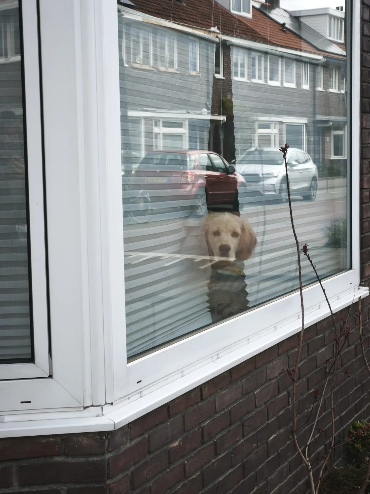 Reflecties van een Hond