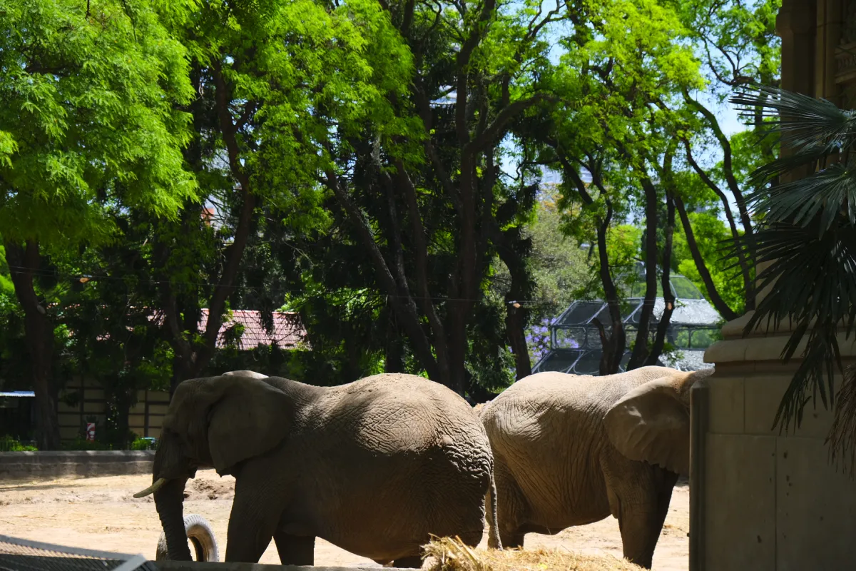 Olifantendans in de Schaduw