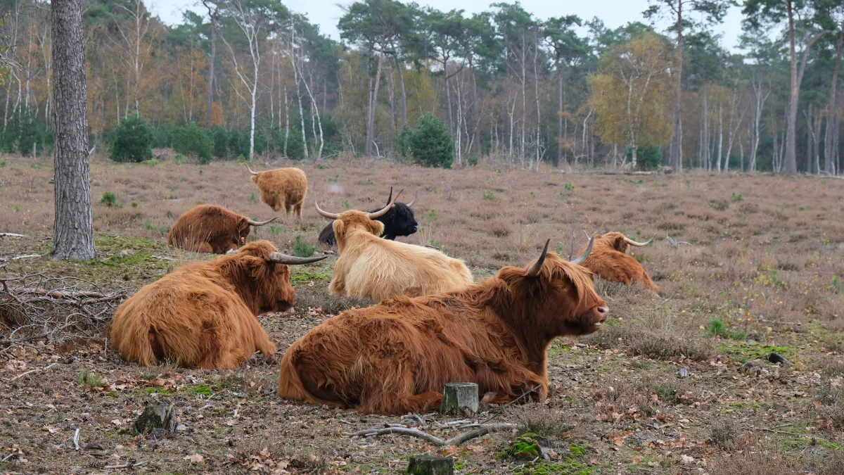 Schotse Hooglanders op een Vrije Zondag