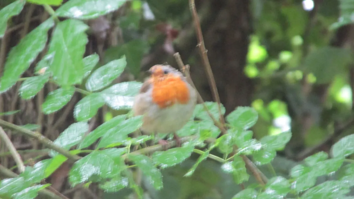 Een wazige roodborst