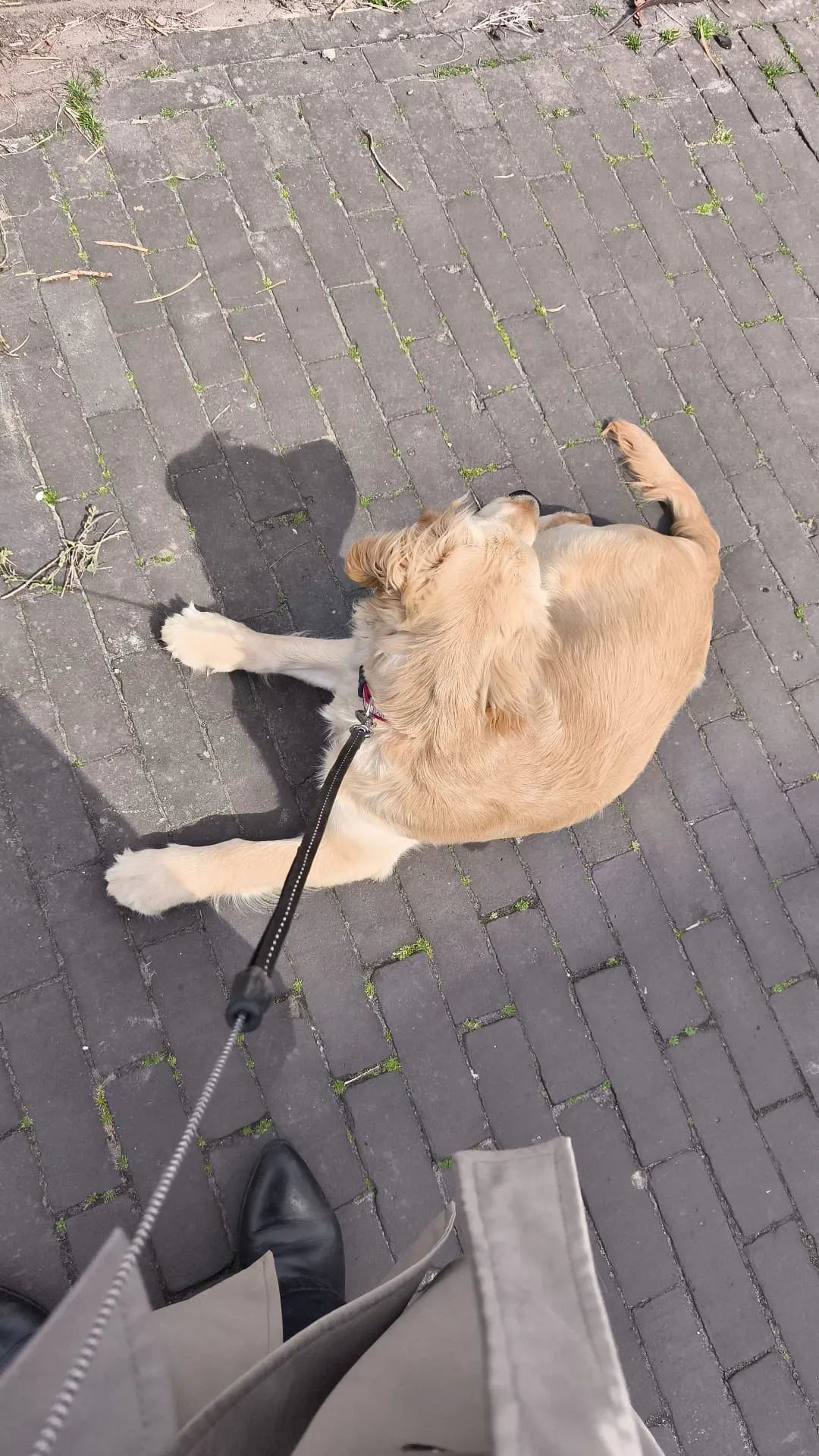 Pavement Pooch