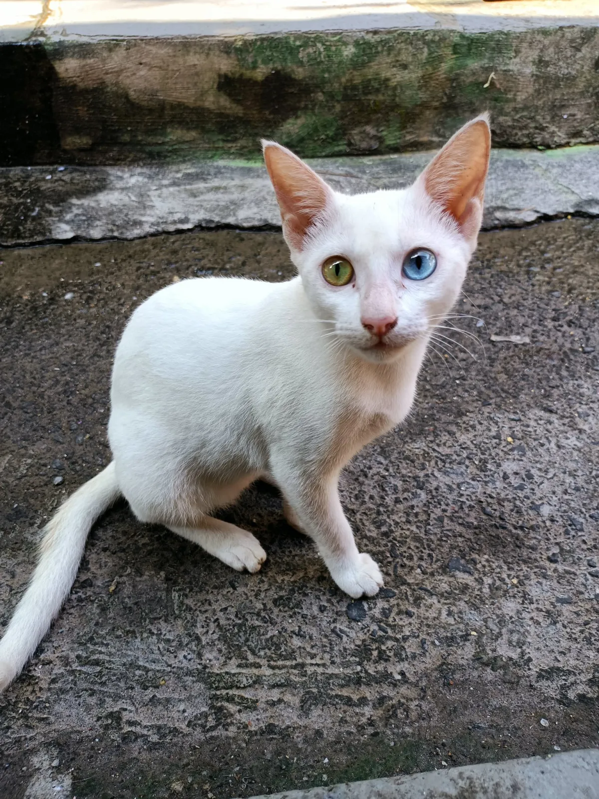 Oogverblindend of Overbelicht? Een Oog in Oog met een Kat met Twee Kleuren!