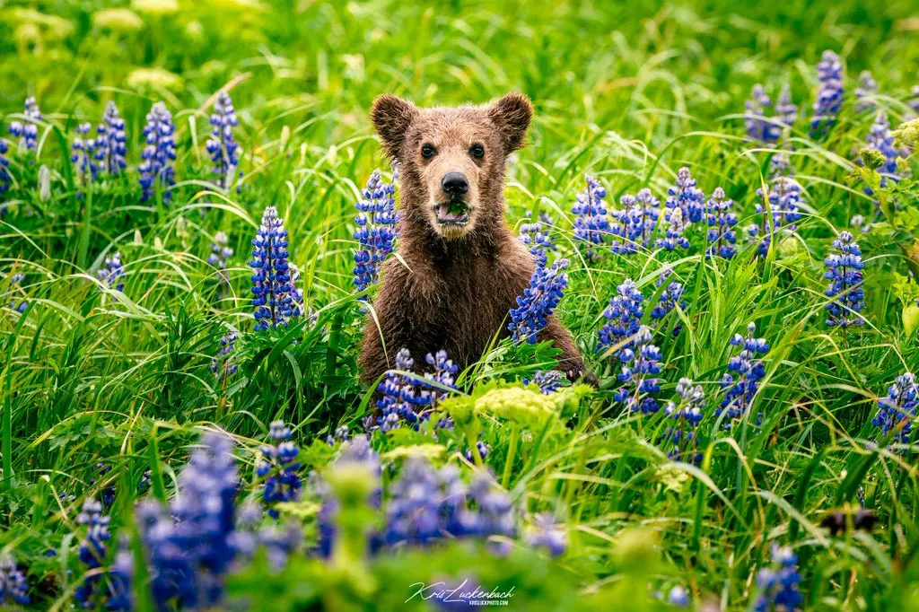 Bloemenbeer: Een Kijk in de Toekomst van Fotografie met AI