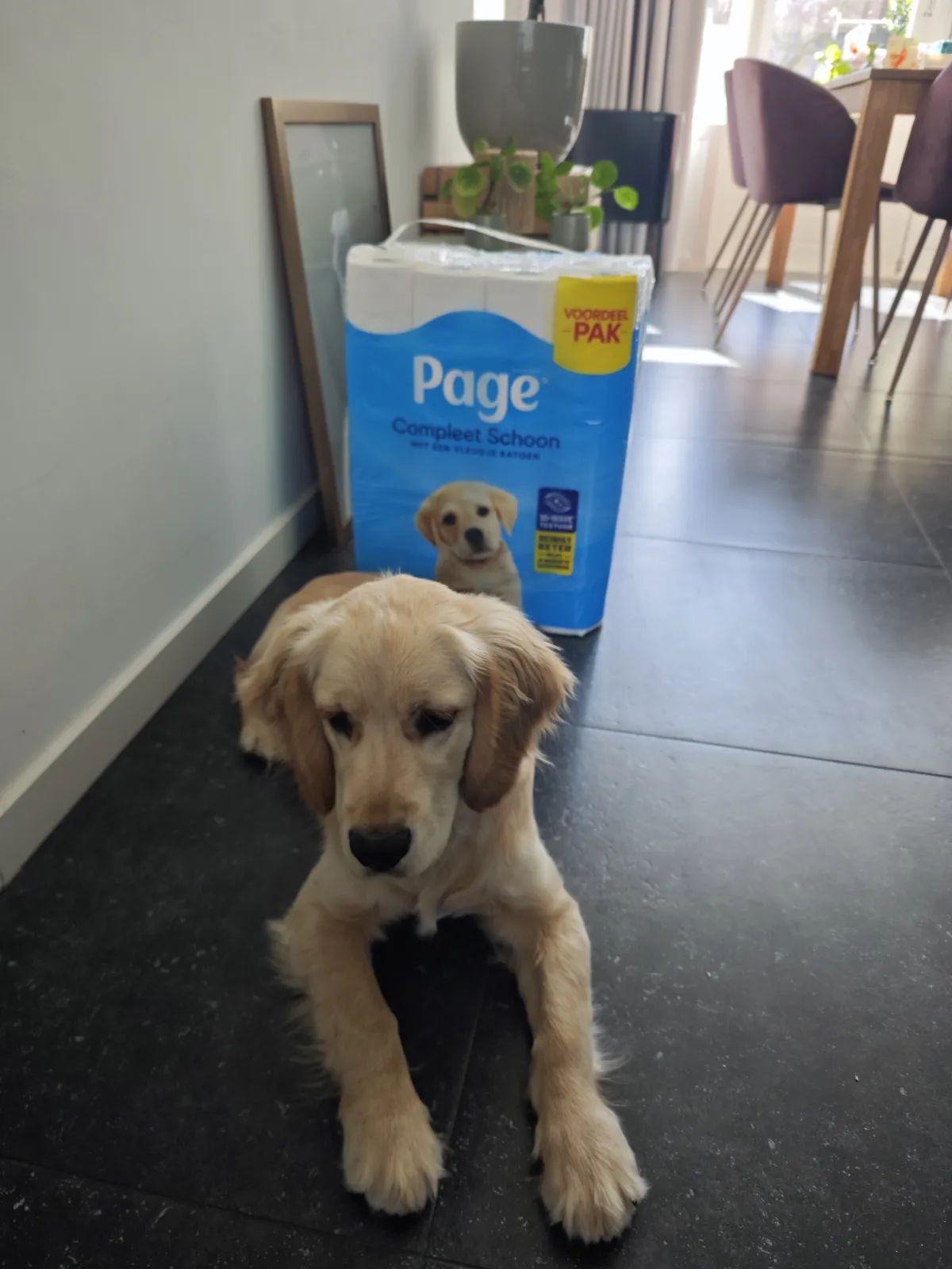 Hond en Toiletpapier