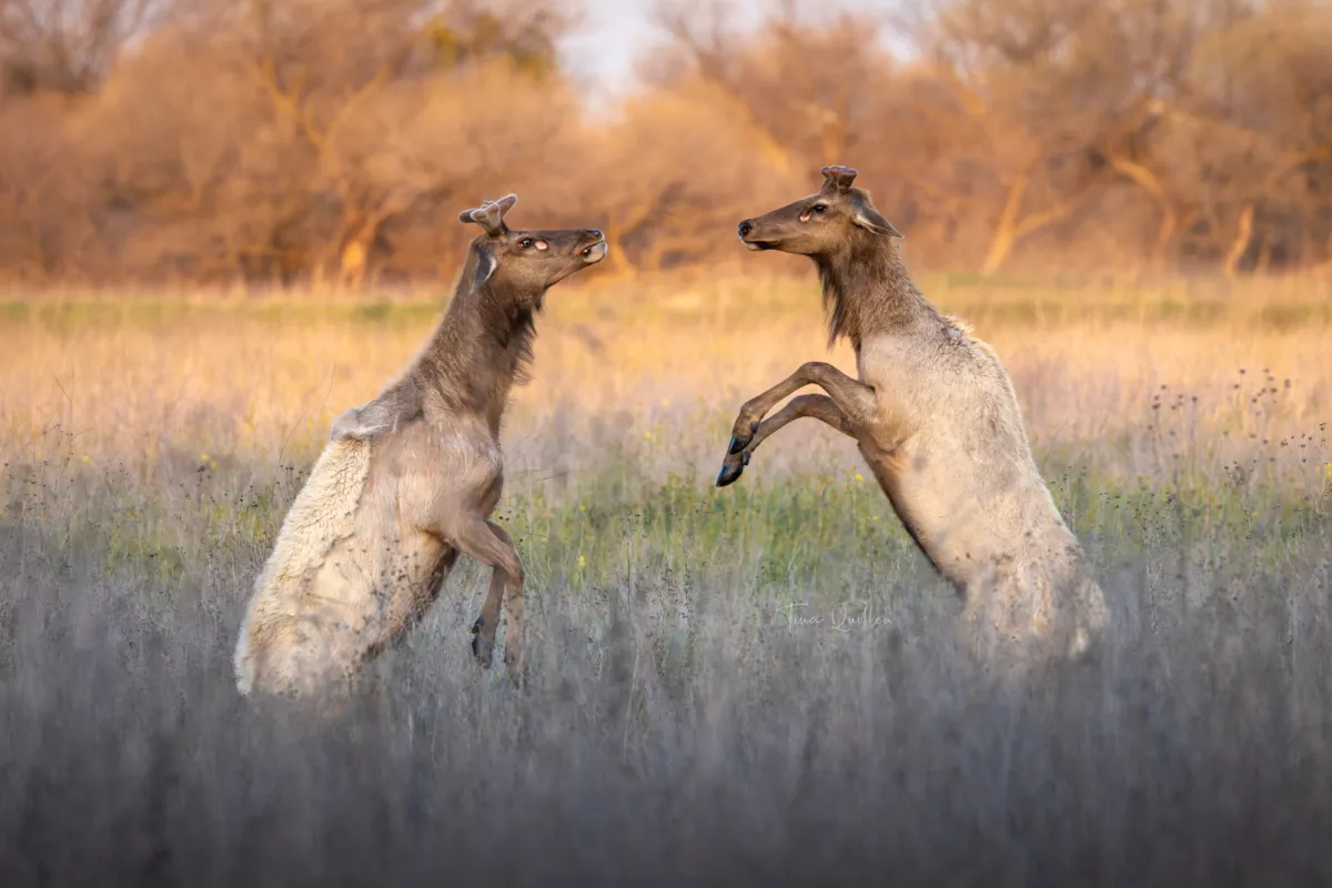 Dancing Deer Duel