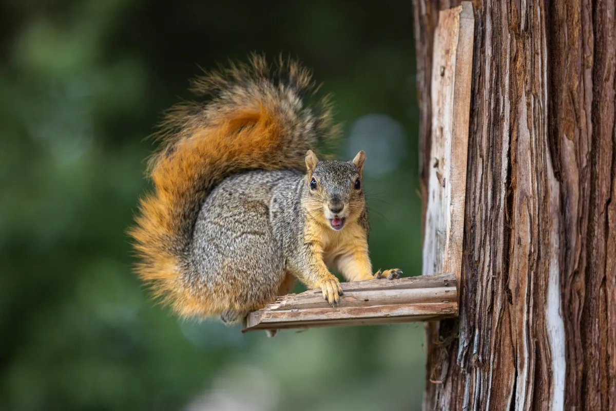 Brave Squirrel's Bold Pose