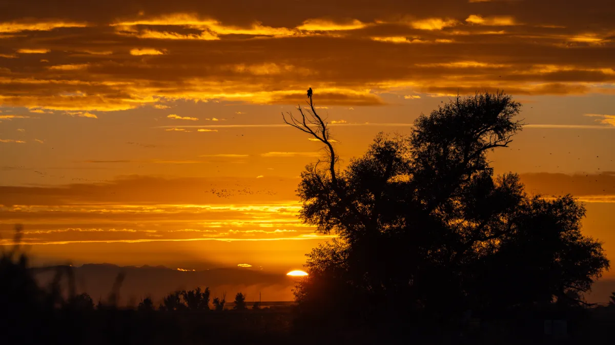 Ontketen de Kracht van Kleur en Sfeer in Fotografie