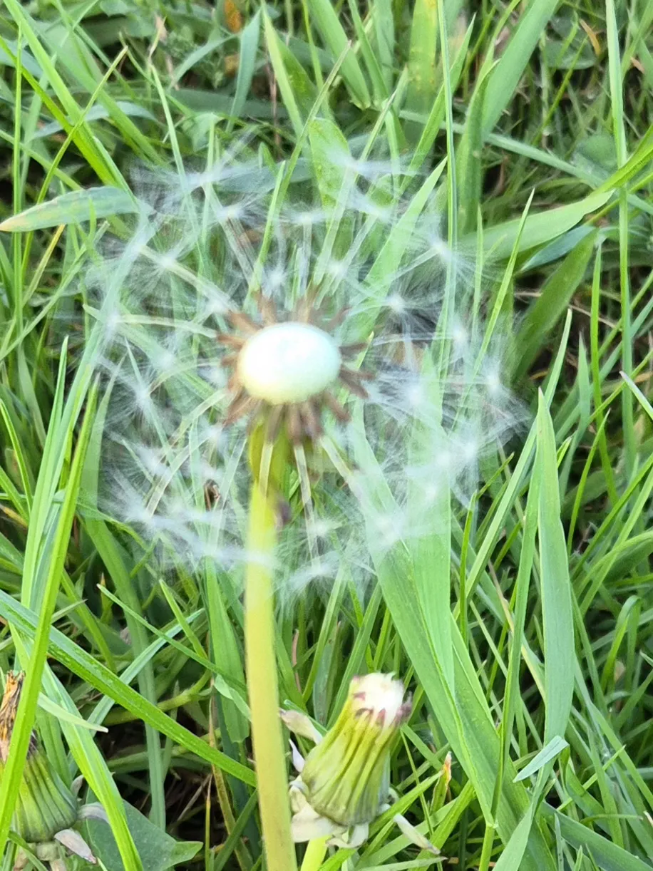 Paardenbloem in de Wazige Jungle