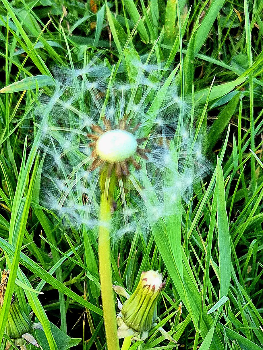 Paardenbloem Close-Up