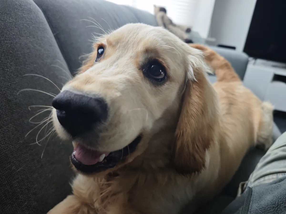 The Smore Photo