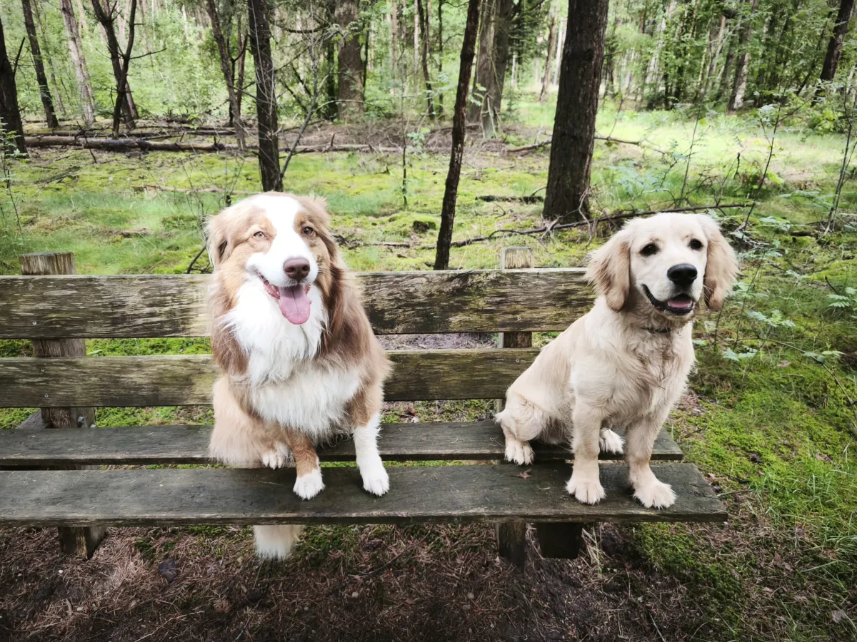 Honden op een bankje in het bos