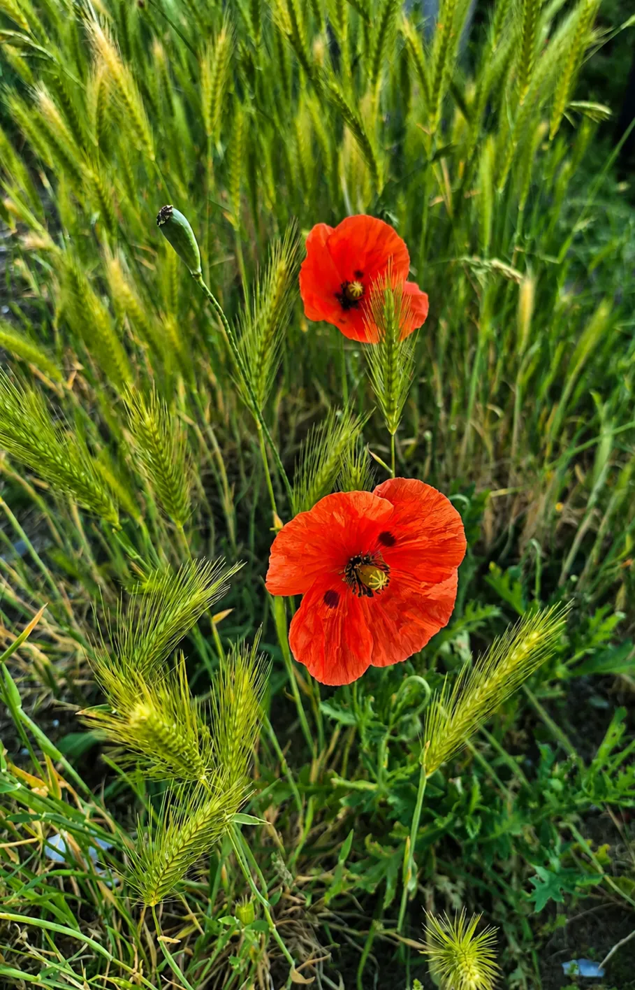 De Magie van Licht en Belichting: Klatschmohn im Gras