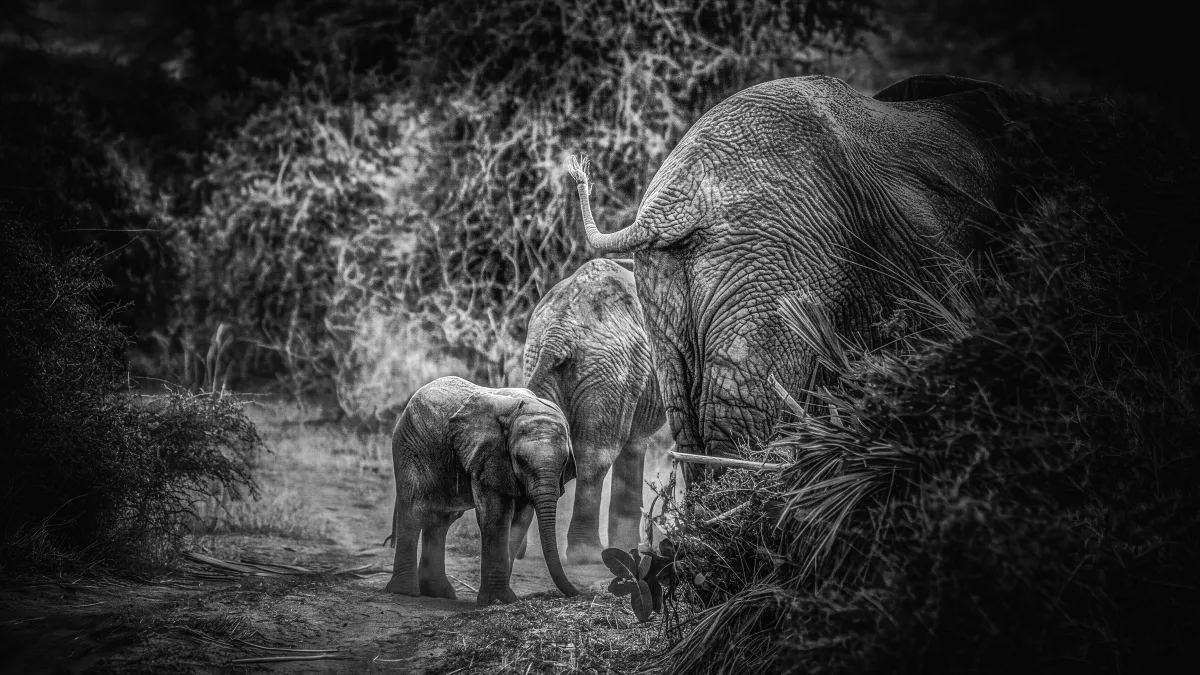 Olifanten in Monochroom: Een Meesterwerk van Creatieve Fotografie